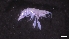  ( - M17-M4E-A54)  @11 [ ] C (2020) Unspecified Biologica Environmental Services