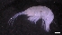  ( - M17-M4E-A58)  @11 [ ] C (2020) Unspecified Biologica Environmental Services