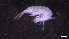  ( - M17-M4E-A90)  @11 [ ] C (2020) Unspecified Biologica Environmental Services