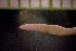  ( - IO17-15-27)  @11 [ ] Copyright (2017) Unspecified Metro Vancouver