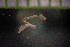  (Prionospio lighti - IO17-15-37)  @11 [ ] Copyright (2017) Unspecified Metro Vancouver