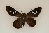  (Polygonus manueli - ChamLep-0076)  @12 [ ] Unspecified (default): All Rights Reserved  Unspecified Unspecified