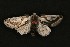  (Metaplusia - ChamLep-0086)  @14 [ ] Unspecified (default): All Rights Reserved  Unspecified Unspecified
