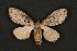  (Afilia venadia - ChamLep-0144)  @14 [ ] Unspecified (default): All Rights Reserved  Unspecified Unspecified