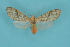  (Lophocampa cf. citrina - ChamLep-0674)  @11 [ ] Unspecified (default): All Rights Reserved  Unspecified Unspecified
