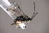  (Dolichogenidea sp. Sff7 - Micro0077)  @12 [ ] Unspecified (default): All Rights Reserved  Unspecified Unspecified