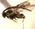  (Diolcogaster sp. Sff3 - Micro0402)  @13 [ ] Unspecified (default): All Rights Reserved  Unspecified Unspecified