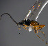  (Promicrogaster sp. Sff2 - Micro-0540)  @14 [ ] Unspecified (default): All Rights Reserved  Unspecified Unspecified