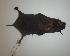  ( - CIBNOR 18932)  @13 [ ] Copyright (2012) Unspecified Unspecified