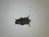  ( - CIBNOR 18935)  @12 [ ] Copyright (2012) Unspecified Unspecified