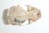  ( - CIBNOR 18938)  @12 [ ] Copyright (2012) Unspecified Unspecified