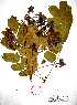  ( - Campos6761)  @11 [ ] CreativeCommons - Attribution Non-Commercial Share-Alike (2013) Ismari Ramirez Instituto de Biologia UNAM