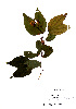  ( - Campos5812)  @11 [ ] CreativeCommons - Attribution Non-Commercial Share-Alike (2013) Ismari Ramirez Instituto de Biologia UNAM