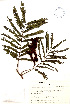  ( - Ibarra1919)  @11 [ ] CreativeCommons - Attribution Non-Commercial Share-Alike (2013) Ismari Ramirez Instituto de Biologia UNAM