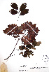  ( - Diaz13)  @11 [ ] CreativeCommons - Attribution Non-Commercial Share-Alike (2013) Ismari Ramirez Instituto de Biologia UNAM