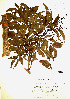  ( - Ibarra1964)  @11 [ ] CreativeCommons - Attribution Non-Commercial Share-Alike (2013) Ismari Ramirez Instituto de Biologia UNAM