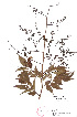  ( - Mendoza122)  @11 [ ] CreativeCommons - Attribution Non-Commercial Share-Alike (2013) Ismari Ramirez Instituto de Biologia UNAM