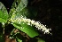  (Acalypha skutchii - Ibarra6175)  @11 [ ] Copyright  Karen H. Esquivel 2010 Unspecified
