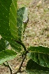  ( - Ibarra6188)  @11 [ ] Copyright  Karen H. Esquivel 2010 Unspecified