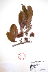  ( - Corona120)  @11 [ ] CreativeCommons - Attribution Non-Commercial Share-Alike (2013) Ismari Ramirez Instituto de Biologia UNAM