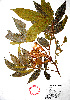  ( - Campos6767)  @11 [ ] CreativeCommons - Attribution Non-Commercial Share-Alike (2013) Ismari Ramirez Instituto de Biologia UNAM