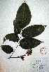  ( - Campos5597)  @11 [ ] CreativeCommons - Attribution Non-Commercial Share-Alike (2013) Ismari Ramirez Instituto de Biologia UNAM