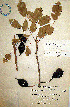  ( - Sinaca708)  @11 [ ] CreativeCommons - Attribution Non-Commercial Share-Alike (2013) Ismari Ramirez Instituto de Biologia UNAM