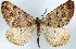  (Boarmia zaragoza - CNIN-GEO-00026)  @11 [ ] No Rights Reserved (2022) Tanner A. Matson Colección Nacional de Insectos de México