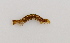  ( - CNIN-GEO-00075)  @11 [ ] No Rights Reserved (2022) Ivonne Garzón-Orduña Colección Nacional de Insectos de México