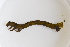  (Acronyctodes bisbili - CNIN-GEO-00077)  @11 [ ] No Rights Reserved (2022) Ivonne Garzón-Orduña Colección Nacional de Insectos de México
