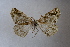  ( - CNIN-GEO-00082)  @11 [ ] No Rights Reserved (2022) Ivonne Garzón-Orduña Colección Nacional de Insectos de México