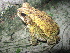 ( - MXHER180)  @13 [ ] CreativeCommons - Attribution Non-Commercial No Derivatives (2014) Virginia Leon Universidad Nacional Autonoma de Mexico, Instituto de Biologia