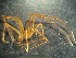  ( - MXLAP-1000)  @11 [ ] CreativeCommons - Attribution Non-Commercial Share-Alike (2015) Maria Luisa Jimenez Centro de Investigaciones Biológicas del Noroeste
