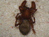  ( - MXLAP-922)  @11 [ ] CreativeCommons - Attribution Non-Commercial Share-Alike (2015) Maria Luisa Jimenez Centro de Investigaciones Biológicas del Noroeste