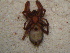  ( - MXLAP-922)  @11 [ ] CreativeCommons - Attribution Non-Commercial Share-Alike (2015) Maria Luisa Jimenez Centro de Investigaciones Biológicas del Noroeste