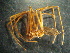  ( - MXLAP-998)  @11 [ ] CreativeCommons - Attribution Non-Commercial Share-Alike (2015) Maria Luisa Jimenez Centro de Investigaciones Biológicas del Noroeste