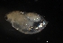  (Daphnia magniceps - CH856-H04)  @11 [ ] CreativeCommons  Attribution Non-Commercial Share-Alike (2015) Manuel El&iacute;as Guti&eacute;rrez El Colegio de la Frontera Sur