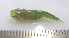  (Acyrtops beryllinus - MXV0291)  @13 [ ] Unspecified (default): All Rights Reserved  Unspecified Unspecified