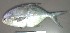  (Trachinotus carolinus - MXV0393)  @13 [ ] Unspecified (default): All Rights Reserved  Unspecified Unspecified