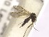  (Phronia biarcuata - FinMyc204)  @13 [ ] Unspecified (default): All Rights Reserved (2011) Unspecified NHMO