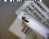  (Phronia peculiaris - FinMyc213)  @12 [ ] Unspecified (default): All Rights Reserved (2011) Unspecified NHMO