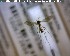  ( - FinMyc244)  @12 [ ] Unspecified (default): All Rights Reserved (2011) Unspecified NHMO