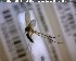  (Exechia spinigera - FinMyc280)  @12 [ ] Unspecified (default): All Rights Reserved (2011) Unspecified NHMO