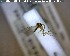  (Trichonta melanura - FinMyc292)  @12 [ ] Unspecified (default): All Rights Reserved (2011) Unspecified NHMO