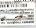  (Trichonta brevicauda - FinMyc345)  @12 [ ] Unspecified (default): All Rights Reserved (2011) Unspecified NHMO