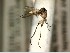  (Brevicornu serenum - FinMyc427)  @12 [ ] Unspecified (default): All Rights Reserved (2012) Unspecified NHMO