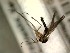  (Phronia aviculata - FinMyc443)  @13 [ ] Unspecified (default): All Rights Reserved (2012) Unspecified NHMO
