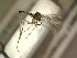  (Trichonta amica - FinMyc464)  @12 [ ] Unspecified (default): All Rights Reserved (2012) Unspecified NHMO