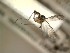  (Trichonta cf. atricauda - FinMyc473)  @11 [ ] Unspecified (default): All Rights Reserved (2012) Unspecified NHMO