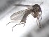  (Phronia crassitarsus - FinMyc178)  @13 [ ] Unspecified (default): All Rights Reserved (2011) Unspecified NHMO